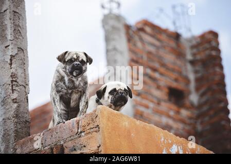 Low angle closeup shot of two cute pugs on the wall while looking down with a blurred background Stock Photo