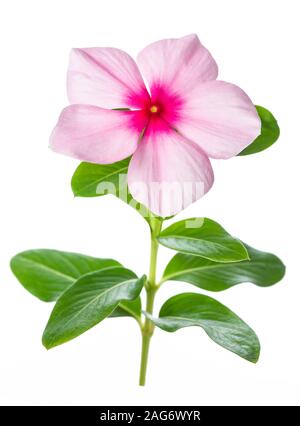 Madagascar periwinkle flower isolated on white background Stock Photo