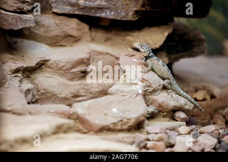 Closeup shot of an agama lizard on a rock with a blurred background Stock Photo