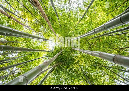 Looking up at bamboo tree tops on bright sunny day Stock Photo