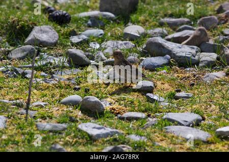 Twite Carduelis flavirostris feeding amongst rocks on roadside verge, Isle of Mull, Inner Hebrides, Argyll and Bute, Scotland, UK, May 2018 Stock Photo