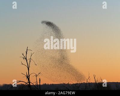 Common starling Sturnus vulgaris murmuration over Shapwick Heath National Nature Reserve, Somerset Levels, Somerset, England, UK, February 2019 Stock Photo