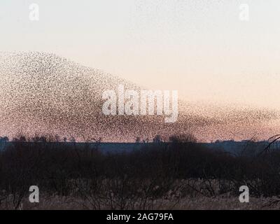 Common starling Sturnus vulgaris murmuration over Shapwick Heath National Nature Reserve, Somerset Levels, Somerset, England, UK, February 2019 Stock Photo