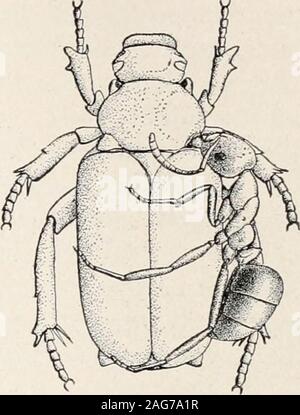 . Ants; their structure, development and behavior. s (Fig. 231). I am inclined,therefore, to regard the Cremastocheilias degenerate symphiles. which are nowable to live as indifferently tolerated oreven as persecuted synoeketes, because theirhard armor shields them perfectly fromthe mandibles of the ants. Even the mouth parts and antennae areprotected by the peculiar mentum, and the legs are so tough thatthey cannot be disarticulated by the ants. I was quite unable to ascer-tain the nature of the food of these beetles, some of which lived severalweeks in my nests without eating. According to B Stock Photo