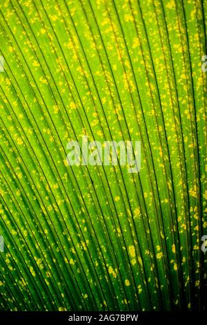 Vertical shot of a fan-shaped leaf of an exotic plant - perfect for a cool vertical background Stock Photo