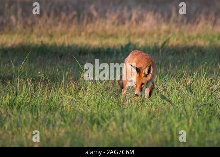 Rotfuchs auf einer Wiese Stock Photo