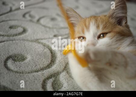 Ginger kitten plays with a yellow thread, pet lying on the bed, cat game. Stock Photo