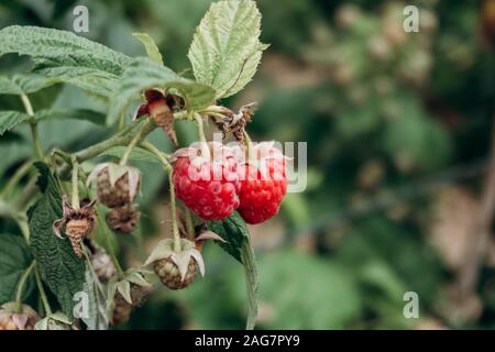 Fresh raspberries on the branch. The raspberries in the bushes. Raspberries in the garden. Stock Photo