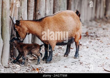 Young brown Cameroonian kid and his mom. Cameroonian brown goat and kid. Stock Photo
