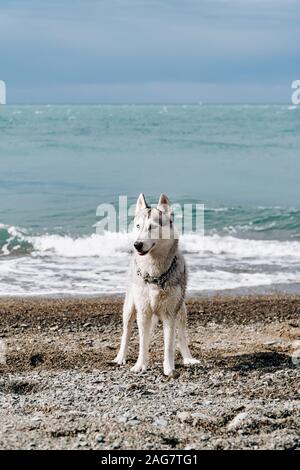 A grey dog digs in the sand at a beach on a sunny day Stock Photo