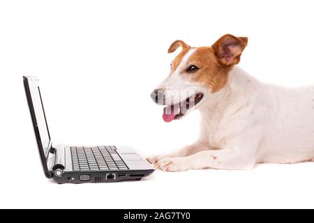 jack russell dog using a computer and browsing the internet Stock Photo