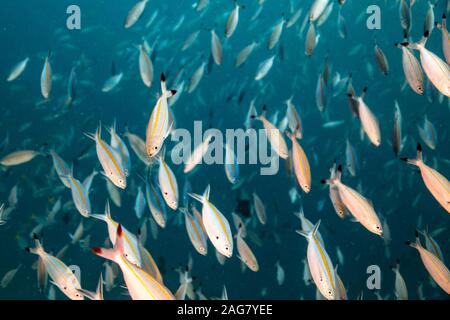 Large school yellow striped fusilier open ocean, Raja Ampat Indonesia Stock Photo