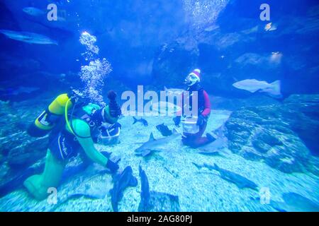 Divers get into the Christmas spirit over the festive period as Santa and his helper feed the fish at the National Marine Aquarium in Plymouth during routine maintenance.