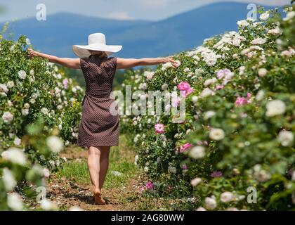 Beautiful woman with long hair in polka dot dress and hat, walking through pink and white fresh roses field. Girl putting her hands up with the wide b Stock Photo