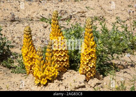 Yellow or desert broomrape, Cistanche tubulosa.  This plant is a parasitic member of the broomrape family. Photographed in the Negev Desert, Israel Stock Photo