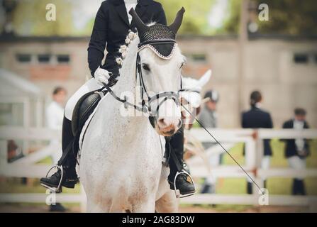 Portrait of a cute white horse, dressed in equestrian sports gear, with a rider in the saddle, performing in a competition in a paddock with a white f Stock Photo