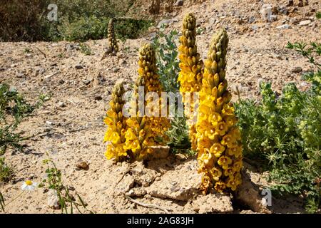 Yellow or desert broomrape, Cistanche tubulosa.  This plant is a parasitic member of the broomrape family. Photographed in the Negev Desert, Israel Stock Photo