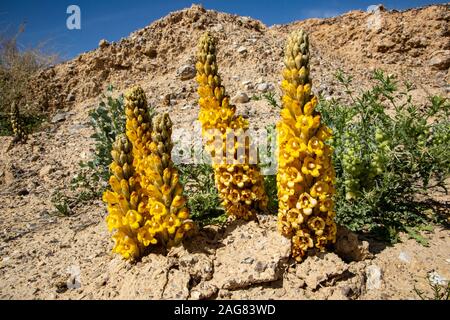 Yellow or desert broomrape, Cistanche tubulosa.  This plant is a parasitic member of the broomrape family. Photographed in the Negev Desert, Israel Stock Photo