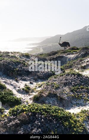 Vertical shot of a lonely ostrich standing in the hills on a foggy day Stock Photo