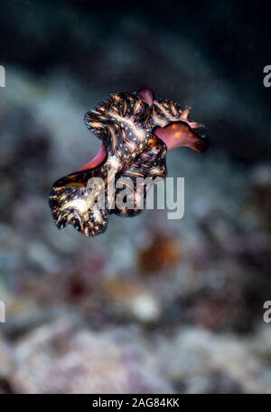 Pseudobiceros bedfordi Polyclad Persian Carpet Flatworm uncommon flamboyant medium sized species in water column floating Raja Ampat Indonesia Stock Photo