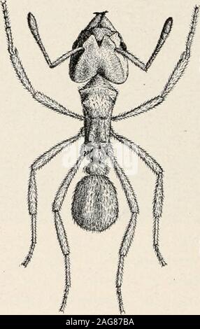 . Ants; their structure, development and behavior. FIG. 183. Workerof Myrmicbcrypta brit-toni of Porto Rico.(Original.) FIG. 184. Worker of Serico-niynue.r opacus of South Amer-ica. (Original.) between ants and some of the lower plants. These ants all belong tothe Myrmicine tribe Attii, which is peculiar to tropical and subtropicalAmerica, and the plants with which they are so intimately associatedare fungi. The association is symbiotic, because the fungi are provided 3-8 THE FUNGUS-GROWING ANTS. 319 with their substratum, or nutriment by the ants, and in turn supplythese insects with their on Stock Photo