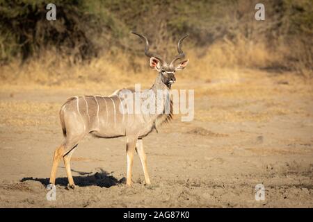 Greater Kudu male standing alert in the Kruger Park, South Africa Stock Photo