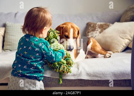 Dog with a cute caucasian baby girl. Beagle lie on sofa, baby comes with toy to play with him. Stock Photo