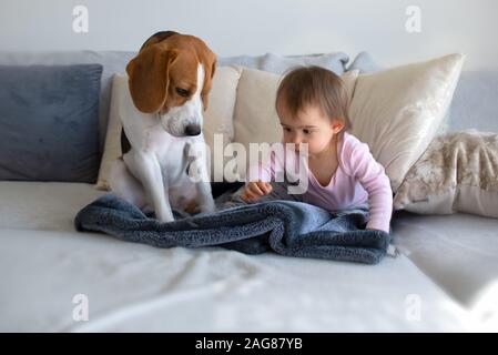 Dog with a cute baby girl on a sofa. Beagle sitting next to cute baby girl on blanket in living room Stock Photo