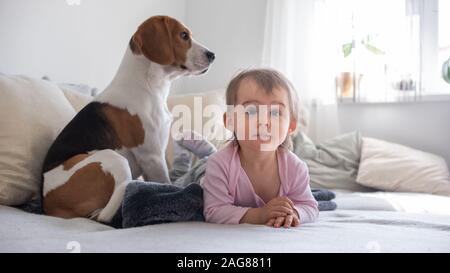 Dog with a cute baby girl on a sofa. Beagle sitting in background looking through window, baby girl on her belly watching TV Stock Photo