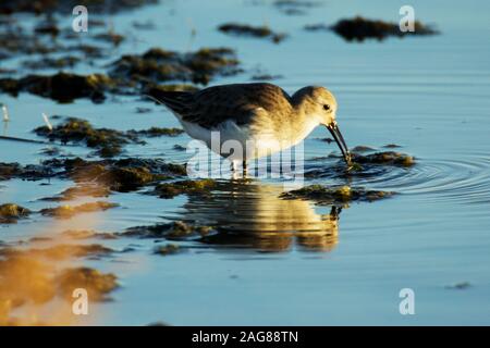 Closeup shot of a beautiful dunlin bird drinking water in the lake  with reflection Stock Photo