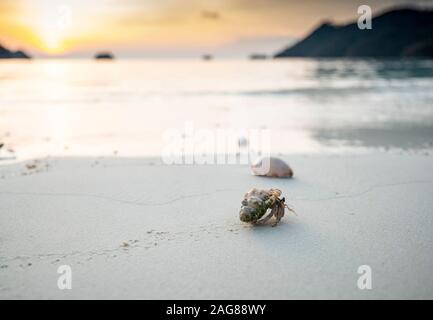 Baby hermit crab on sandy beach in Indonesia Stock Photo