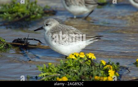 Closeup shot of a beautiful dunlin bird drinking water in the lake with yellow flowers Stock Photo