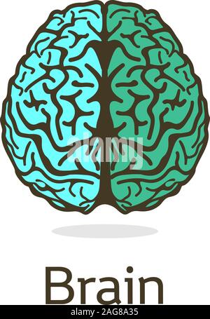Unusual vector illustration depicting gyrus and divisions of the human brain. The mind and the mind of mankind. Isolated turuoise logo. Stock Vector