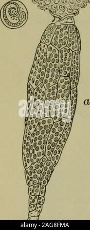 . Foundations of botany. Fig. 207. — Protonema of a Moss. prim, primary shoot; h, a young root-hair ; pi, young moss-plant;br, branches of primary shoot. cell on a microscope slide, cover, place under the lowest power ofthe microscope, and examine at intervals of ten or fifteen minutes.Finally sketch a single leaf. 345. Minute Structure of the Leaf and Stem. — The cellularstructure of the pigeon-wheat moss is not nearly as simple and con-venient for microscopical study as is that of the smaller mosses, manyof which have leaves composed, over a large part of their surfaces,of but a single layer Stock Photo