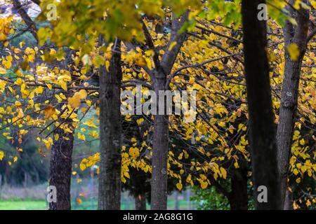 The yellow autumn leaves full of the trees in autumn in Rome Italy Stock Photo