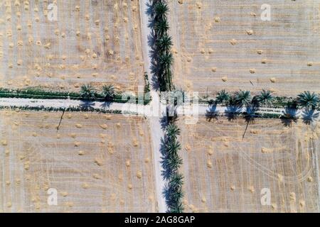 arial shot from Wheat field and date trees Stock Photo