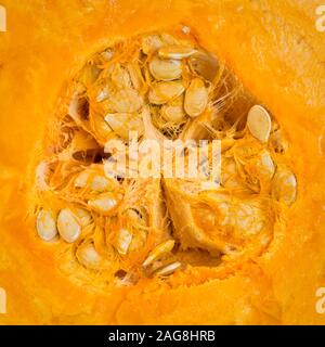 Detailed macro shot of a fresh pumpkin cut in half with clearly visible seeds and fibers - for abstract  background Stock Photo