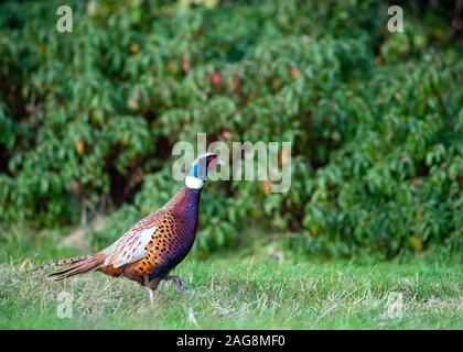 Golden Pheasant - walking Stock Photo - Alamy