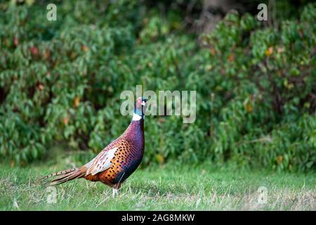 close up of pheasant looking into the camera  with the greenery in the background , with room for text Stock Photo