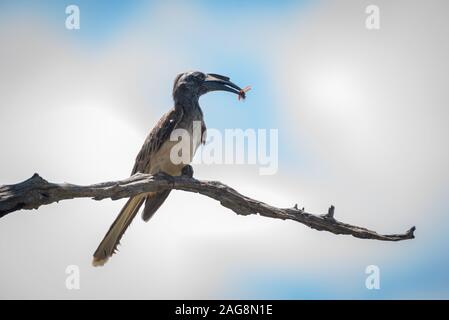 Kruger National Park, South Africa. An African Grey Hornbill - Tockus nasutus - sits on a dry branch with a winged insect held in its beak Stock Photo