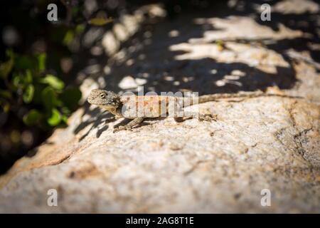 Lizard with an orange-green pattern on its back and a brown body, sitting on a stone in the sun, South Africa Stock Photo
