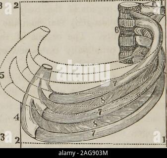 . A treatise on anatomy, physiology, and hygiene : designed for colleges, academies, and families. ribs. In 47o—494. Give the physiology of the respiratory organs. 475. What isrespiration? What is the principal object in breathing? 476. How arethe useless atoms of matter conveyed into the veins of the systemic circu-lation ? How may the principal elementary substances be separated fromthe blood ? 477. How may an ordinary inspiration be accomplished ? 19 218 ANATOMY, PHYSIOLOGY, AND HYGIENE. full inspiration, the diaphragm is not only more depressed,but the ribs are evidently elevated. To produ Stock Photo