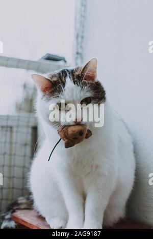Vertical shot of a cute white cat biting a toy mouse with a white background Stock Photo
