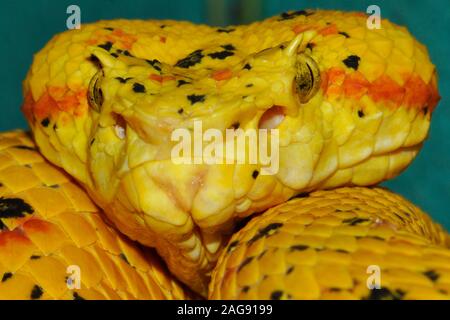 Eyelash viper (Bothriechis schlegelii) Costa Rica Stock Photo