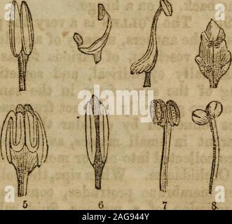 The Botanical Class Book And Flora Of Pennsylvania Designed For Seminaries Of Learning And Private Classes Stamens Pistils Ac A Stigma Panthers C Style D Filament E Ovary Calyx Aud
