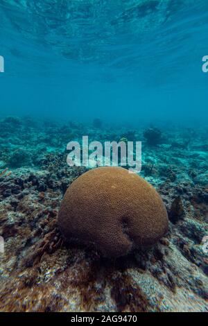 Vertical shot of the underwater environment in Bonaire island in the Caribbean Stock Photo
