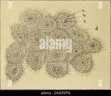 Blood vessels in connective tissue, light micrograph Stock Photo - Alamy