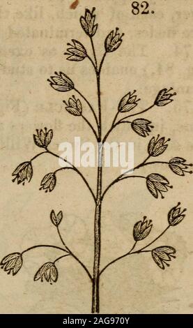 . The botanical class-book, and flora of Pennsylvania, designed for seminaries of learning and private classes. 172. Of the Centrifugal inflorescence, the following arethe principal varieties : the cyme, fascicle, and vertical, 83. 84. Stock Photo