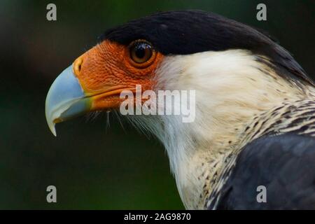 Crested caracara, Polyborus plancus, Costa Rica, Stock Photo