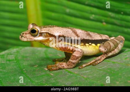 Masked Tree Frog (Smilisca phaeota), Costa Rica Stock Photo